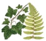 cropped-fern-and-ivy.jpg